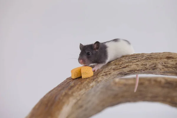 Petit Rat Gris Fromage Jaune — Photo