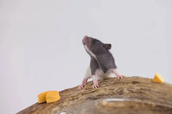Petit Rat Gris Fromage Jaune — Photo