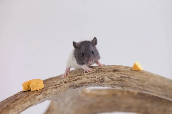 Rato Cinzento Pequeno Com Queijo Amarelo — Fotografia de Stock