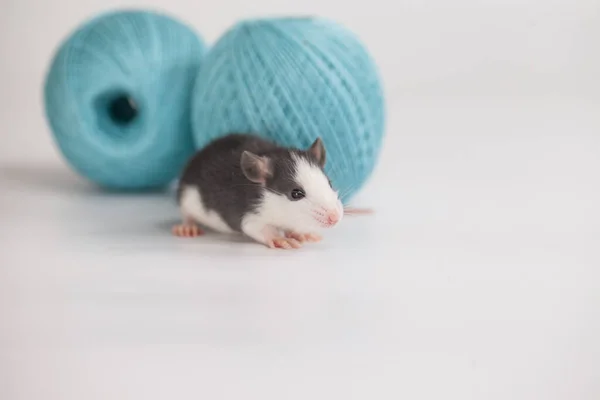 Petit Rat Avec Une Boule Fil Bleue — Photo