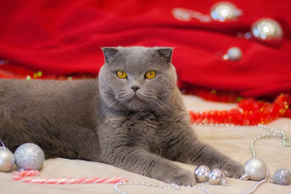 Серый Пушистый Кот Красной Тряпке — стоковое фото