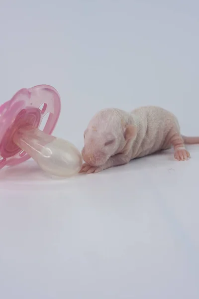 Souris Bébé Avec Une Sucette Rose Sur Fond Blanc — Photo