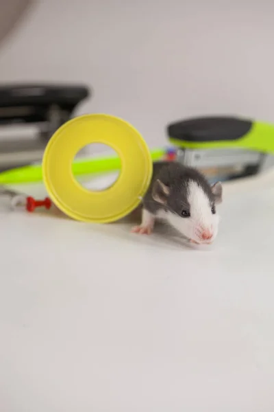 Szczur Papeteria Urzędnik Szczura Papierowego — Zdjęcie stockowe