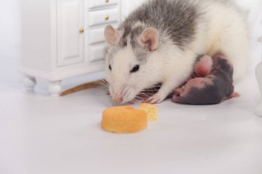 Fare ve peynir. Beyaz laboratuvar faresi bebek odasında.