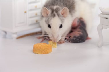 Fare ve peynir. Beyaz laboratuvar faresi bebek odasında.