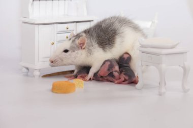 Fare ve peynir. Beyaz laboratuvar faresi bebek odasında.