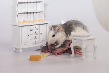Fare ve peynir. Beyaz laboratuvar faresi bebek odasında.