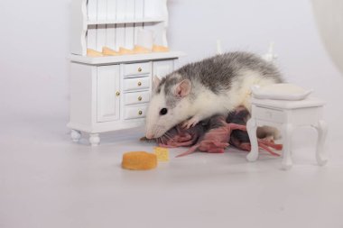 Fare ve peynir. Beyaz laboratuvar faresi bebek odasında.