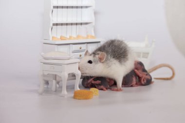 Fare ve peynir. Beyaz laboratuvar faresi bebek odasında.