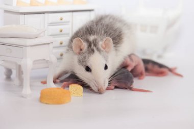 Fare ve peynir. Beyaz laboratuvar faresi bebek odasında.