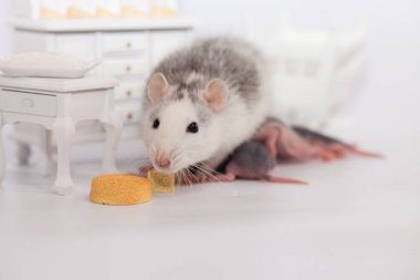 Fare ve peynir. Beyaz laboratuvar faresi bebek odasında.