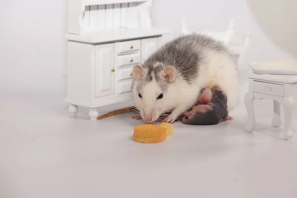 Rat and cheese. white lab rat in a doll room