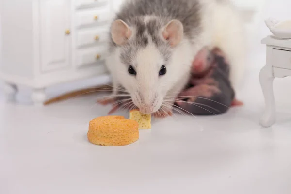 Rat Cheese White Lab Rat Doll Room — Stock Photo, Image