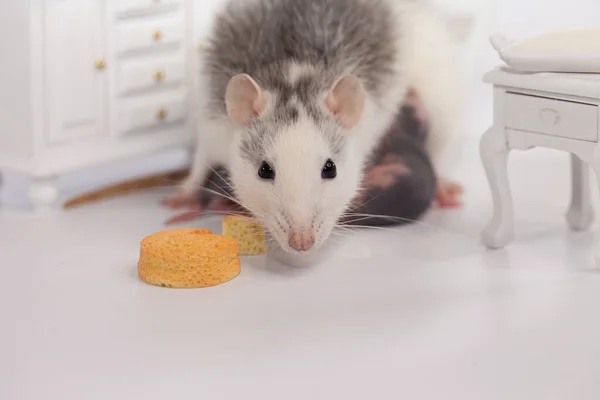Ratte Und Käse Weiße Laborratte Einer Puppenstube — Stockfoto