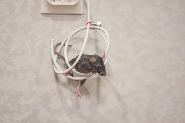 Ratten Kaas Wit Lab Rat Een Pop Kamer — Stockfoto