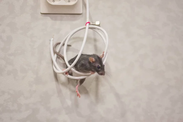 Rat and cheese. white lab rat in a doll room