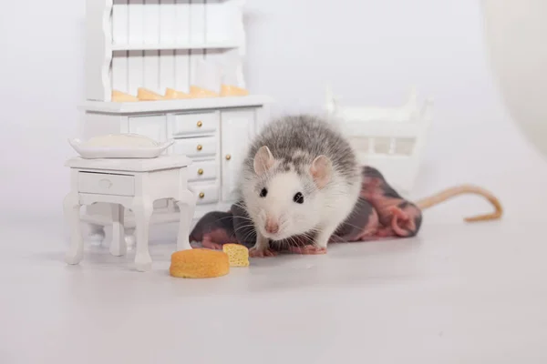 Ratte Und Käse Weiße Laborratte Einer Puppenstube — Stockfoto