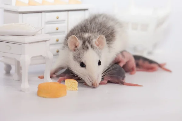 Rat Cheese White Lab Rat Doll Room — Stock Photo, Image