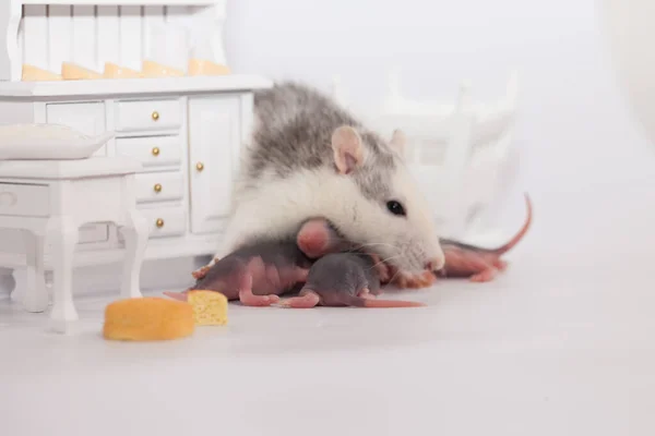 Rato Queijo Rato Laboratório Branco Uma Sala Bonecas — Fotografia de Stock