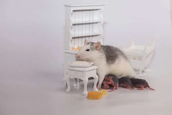 老鼠和奶酪 在玩具店里的白鼠 — 图库照片