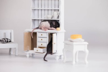 Kişisel izolasyon kavramı. Fareler dolapta saklanır. Salgın korkusu var. Salgını önleme the-19