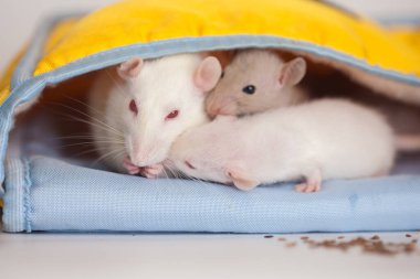 Çocuklar fareler beyaz arka planda bir çantada saklanıyorlar. Virüsten kendini soyutlama. Salgın Önleme