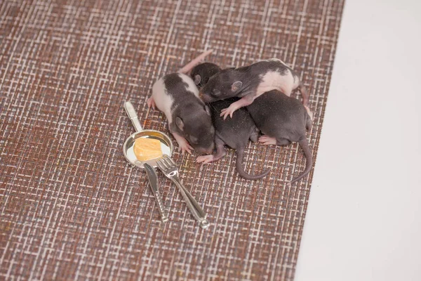 Hijos Rata Mascotas Lindas Gordita Sobre Fondo Marrón —  Fotos de Stock