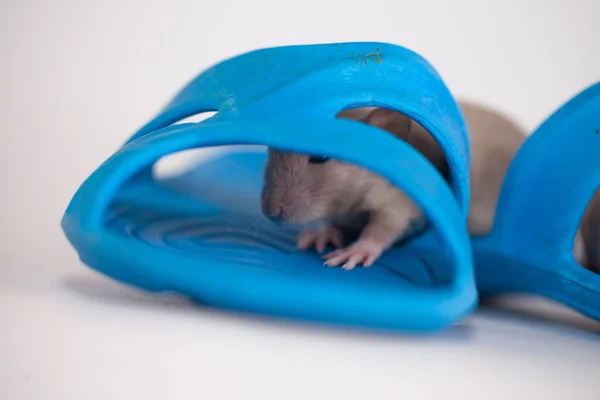 Cacher Rechercher Concept Rats Chaussures Bleues Hors Taille — Photo
