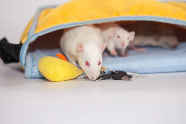 Barn Råttor Gömmer Sig Påse Vit Bakgrund Självisolering Från Viruset — Stockfoto