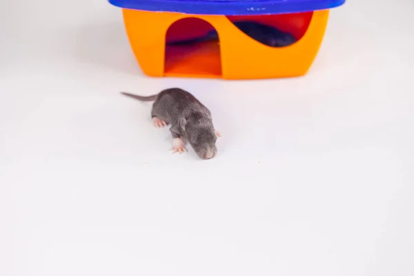 Rats Children Hiding Orange House Self Isolation Virus Pandemic Prevention — Stock Photo, Image