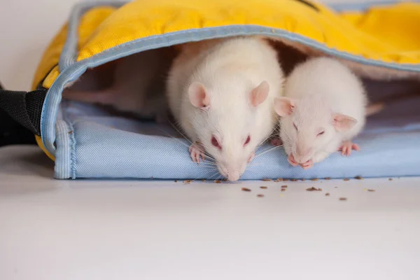 Kinderen Ratten Verstoppen Zich Een Zak Een Witte Achtergrond Zelfisolatie — Stockfoto
