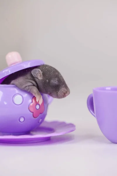 Ett Råttbarn Gömmer Sig Lila Skål Vit Bakgrund Självisolering Från — Stockfoto
