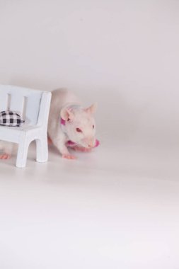 Salgın hastalık konsepti. Covid-19. Bir laboratuvar faresi bebek tezgahının arkasında saklanıyor. Kendini izole et, saklan ve ara.