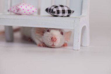 Salgın hastalık konsepti. Covid-19. Bir laboratuvar faresi bebek tezgahının arkasında saklanıyor. Kendini izole et, saklan ve ara.