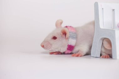 Salgın hastalık konsepti. Covid-19. Bir laboratuvar faresi bebek tezgahının arkasında saklanıyor. Kendini izole et, saklan ve ara.