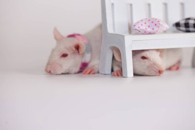 Salgın hastalık konsepti. Covid-19. Bir laboratuvar faresi bebek tezgahının arkasında saklanıyor. Kendini izole et, saklan ve ara.