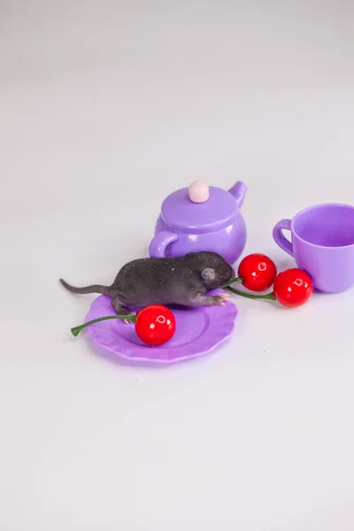 Крысиный Ребенок Прячется Фиолетовой Тарелке Белом Фоне Самоизоляция Вируса Ковид — стоковое фото