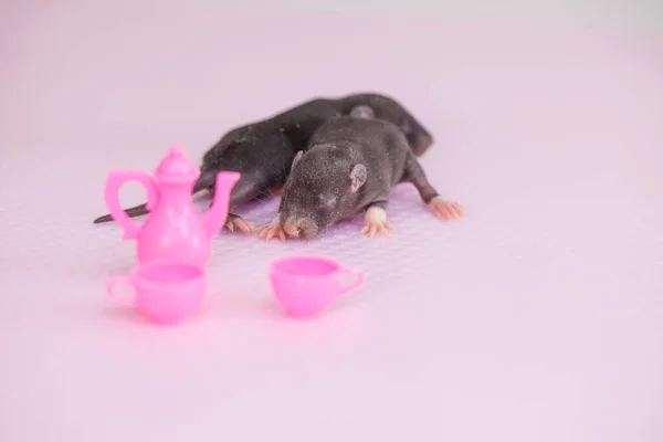 Ratos São Crianças Entre Pratos Brinquedo Indústria Alimentar Pragas São — Fotografia de Stock