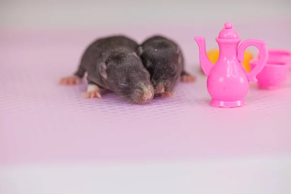 Krysy Jsou Děti Mezi Hračkami Potravinářství Mor Malý — Stock fotografie