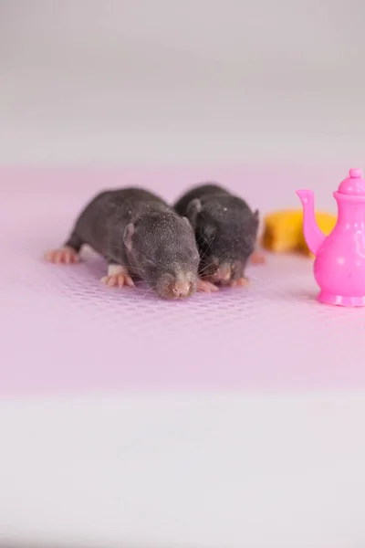 Les Rats Sont Des Enfants Parmi Les Plats Jouets Industrie — Photo