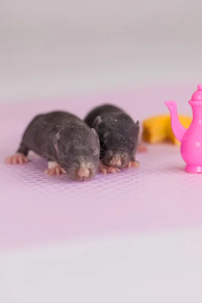 Les Rats Sont Des Enfants Parmi Les Plats Jouets Industrie — Photo