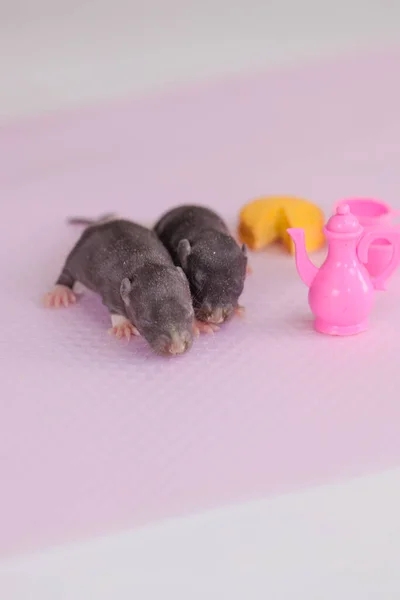 Rats Children Toy Dishes Food Industry Pests Small — Stock Photo, Image