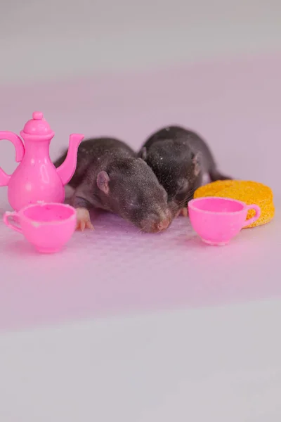 Les Rats Sont Des Enfants Parmi Les Plats Jouets Industrie — Photo