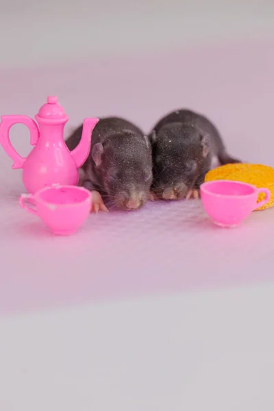 Ratten Sind Kinder Zwischen Spielzeuggeschirr Lebensmittelindustrie Schädlinge Sind Klein — Stockfoto