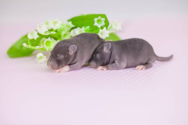 Beyaz arka planda küçük ve sevimli fareler. Güzel çiçeklerin arasında