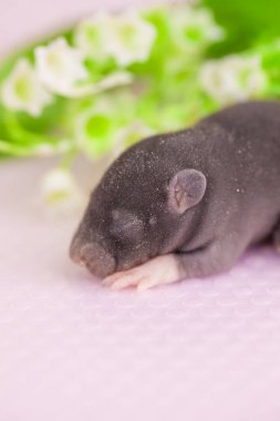 Beyaz arka planda küçük ve sevimli fareler. Güzel çiçeklerin arasında