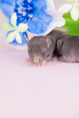 Beyaz arka planda küçük ve sevimli fareler. Güzel çiçeklerin arasında