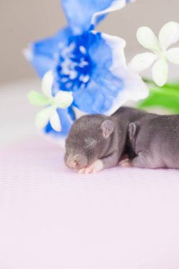 Beyaz arka planda küçük ve sevimli fareler. Güzel çiçeklerin arasında