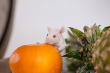 Fareler portakal ve ananas yer. Yemekli komik hayvanlar.