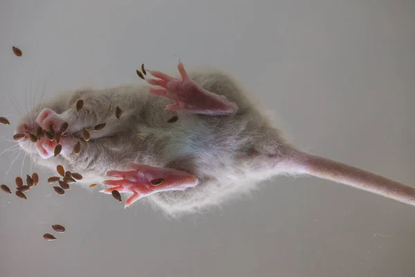 Ratten Fressen Die Bestände Auf Auf Der Suche Nach Nahrung — Stockfoto